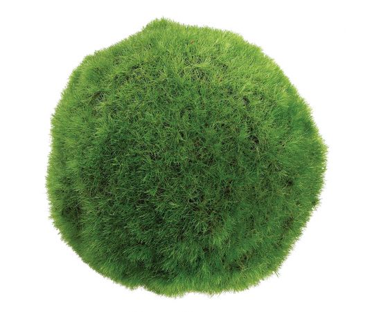 Buy Brand New Natural Moss Balls & Decorative Elements at Lee Display
