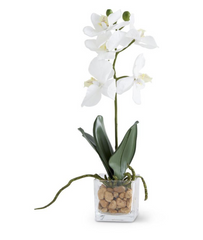 White Orchid in Square Glass