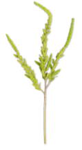 37” Green Amaranthus Stem