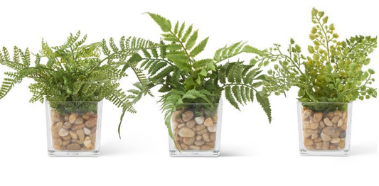 7in Assorted Fern in Square Vase