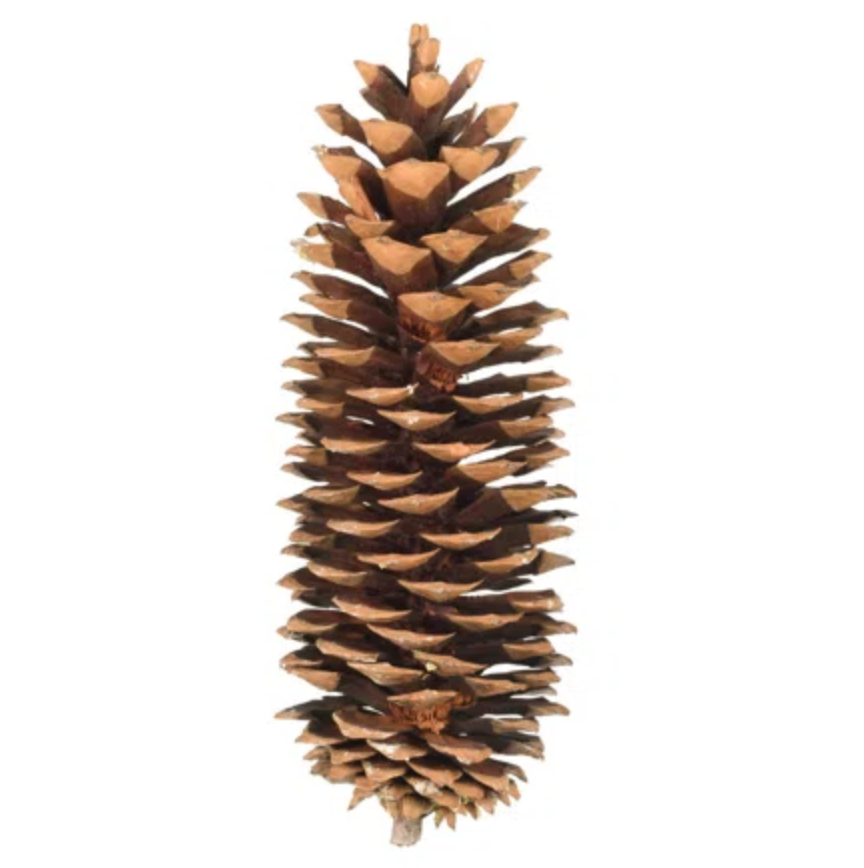 12" Pine Cone